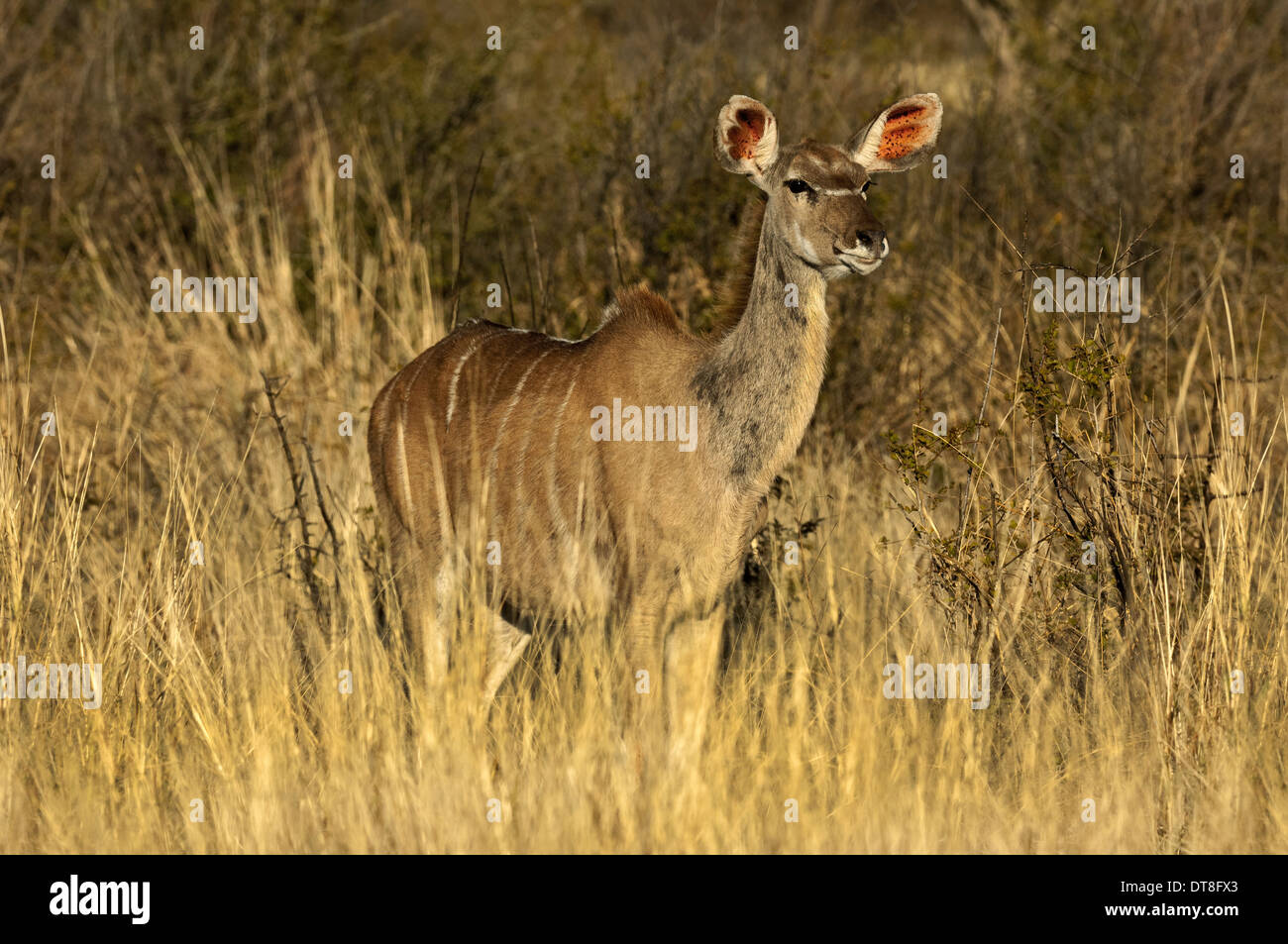 Kudu femmina (Tragelaphus strepsiceros) in erba alta Madikw Game Reserve, Sud Africa Foto Stock