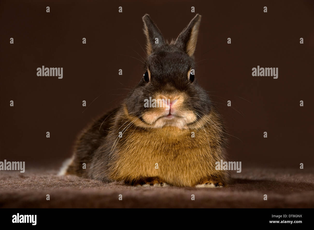 Coniglio nano, Netherland Dwarf un nero-e-tan adulto contro uno sfondo nero Foto Stock