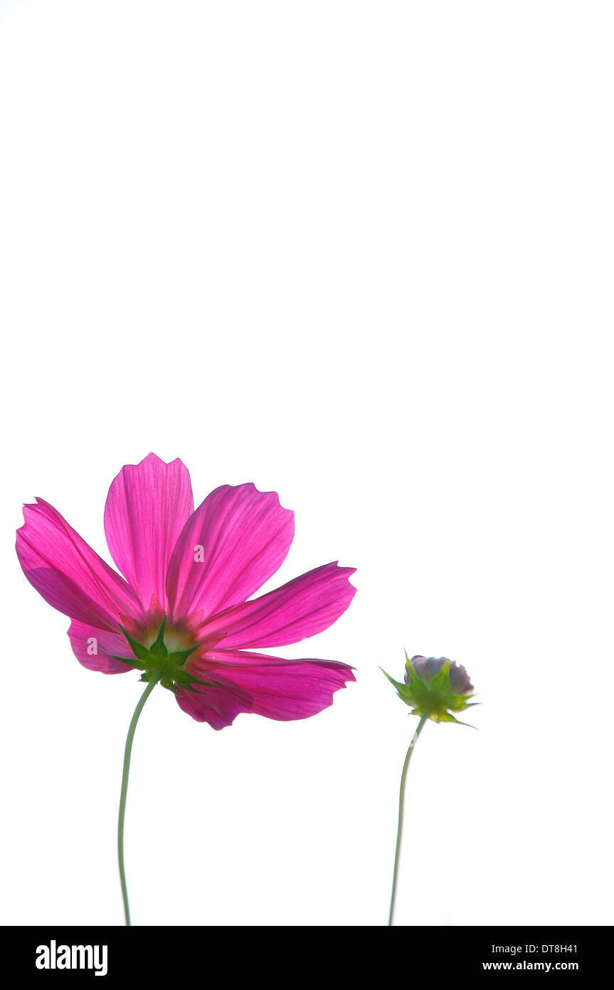 Colore rosa margherite nel campo di erba con sfondo bianco Foto Stock