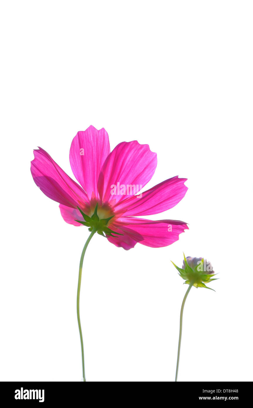 Colore rosa margherite nel campo di erba con sfondo bianco Foto Stock