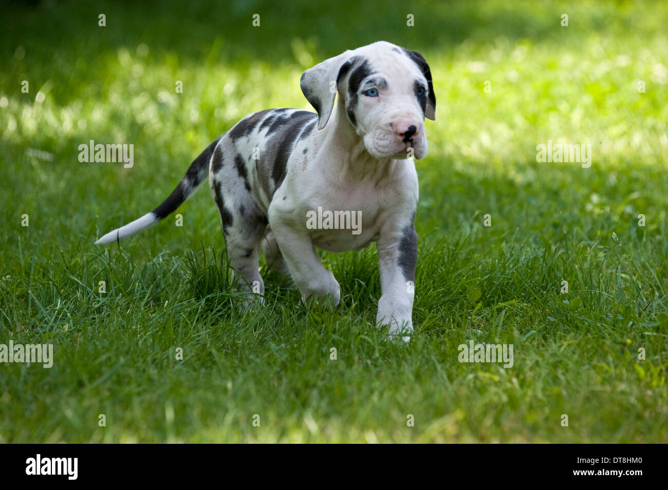 Alano Arlecchino cucciolo (6 settimane di età) in esecuzione su un prato Foto Stock
