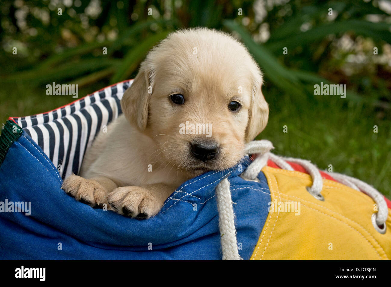 Golden Retriever Cucciolo (4 settimane di età) in una grande scarpa giocattolo Foto Stock