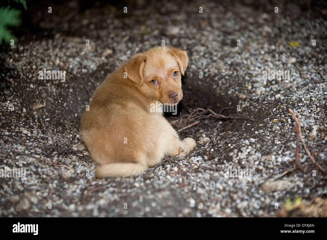 Mixed-razza cane cucciolo (8 settimane di età) di scavare un buco nel terreno Foto Stock