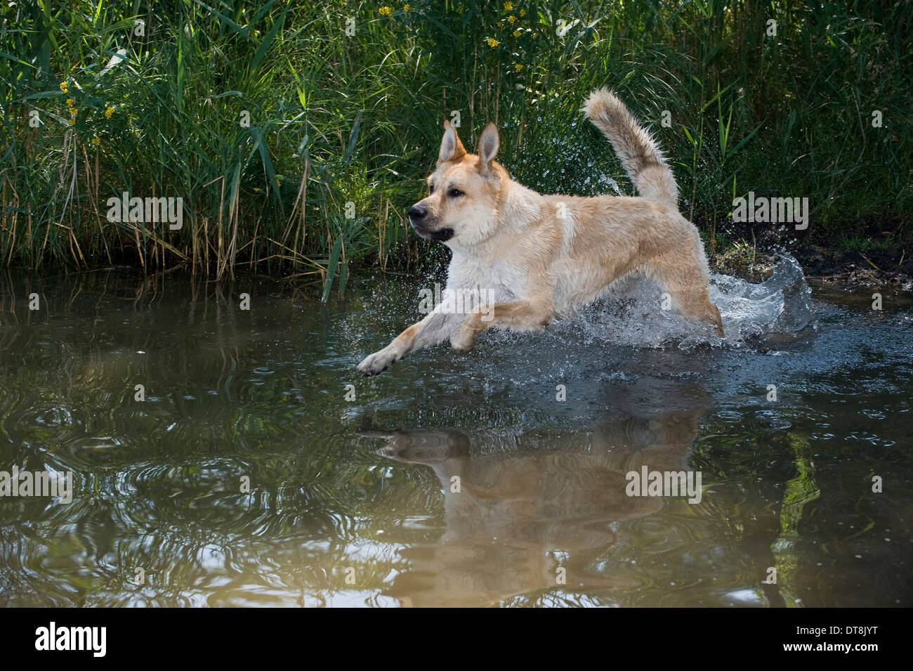 Mixed-razza cane maschio adulto in esecuzione attraverso l acqua Foto Stock