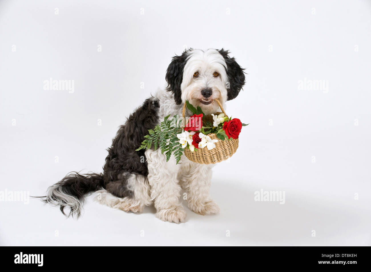 Mixed-razza cane adulto di portare un cesto fiorito suo muso, seduta Studio immagine contro uno sfondo bianco Foto Stock