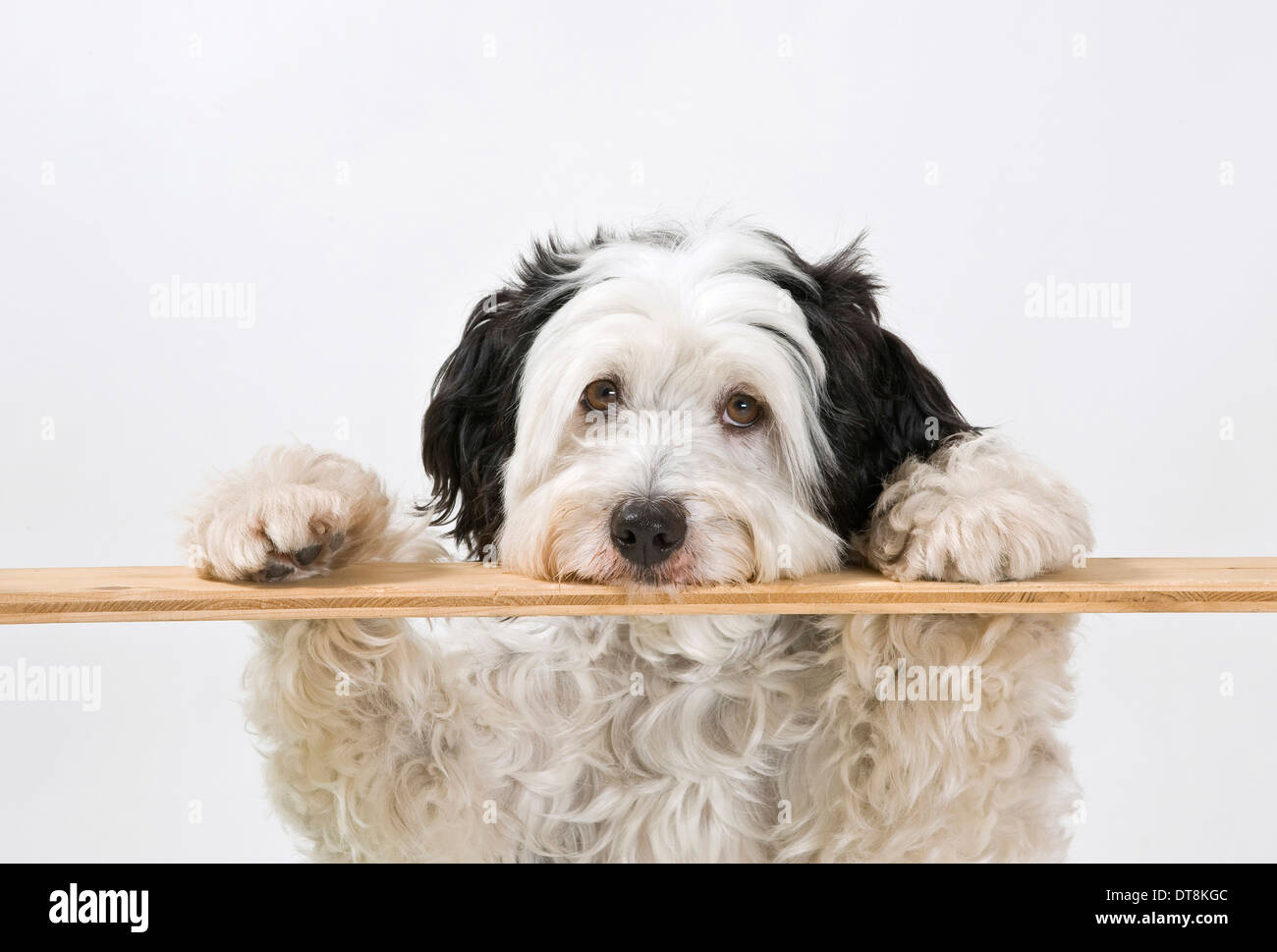 Mixed-razza cane adulto in posizione eretta mentre cerca su una scheda foto Studio contro uno sfondo bianco Foto Stock