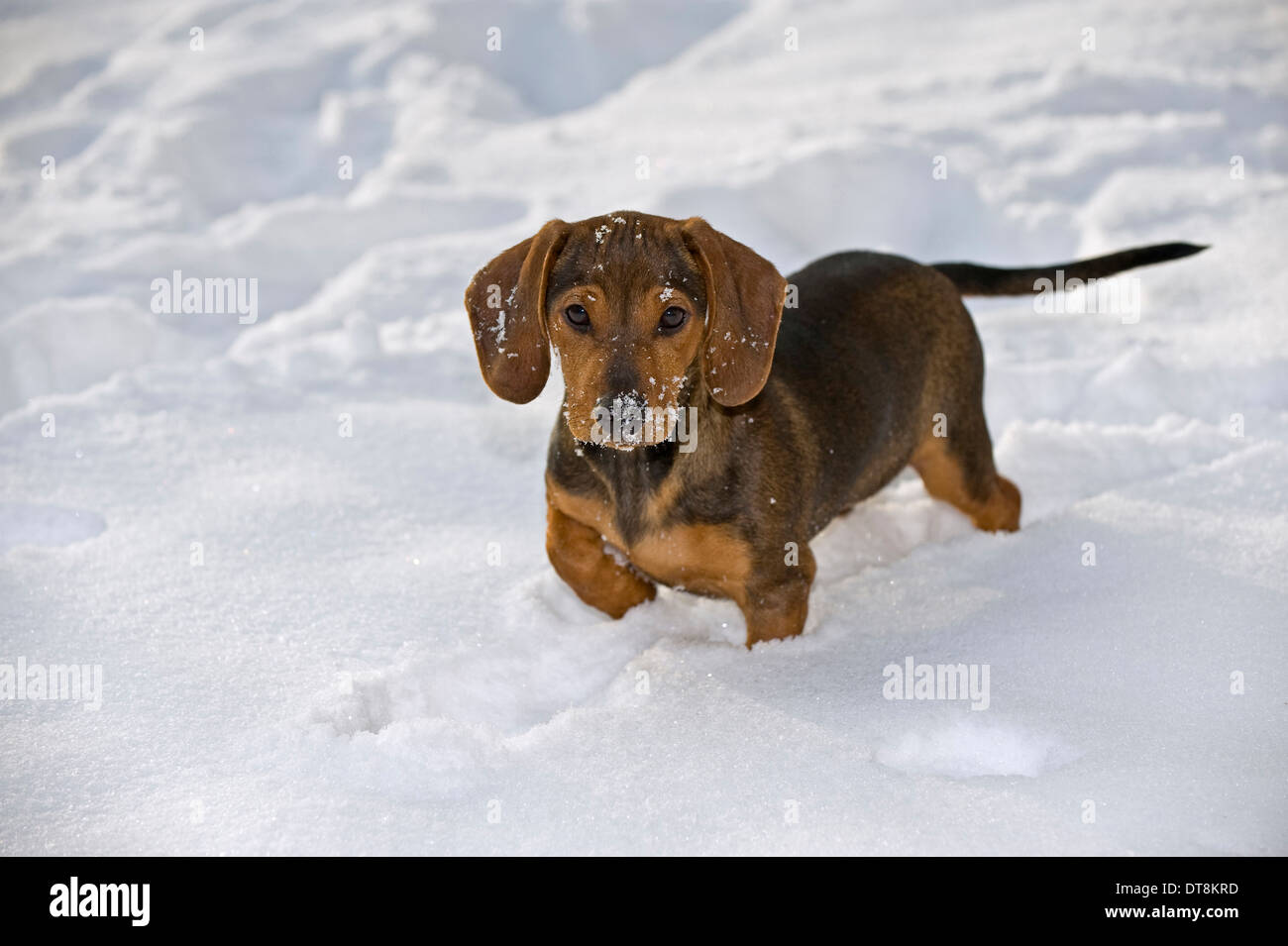 Misti- razza cane bassotto (x ?) Cucciolo (4 mesi) in piedi nella neve Foto Stock