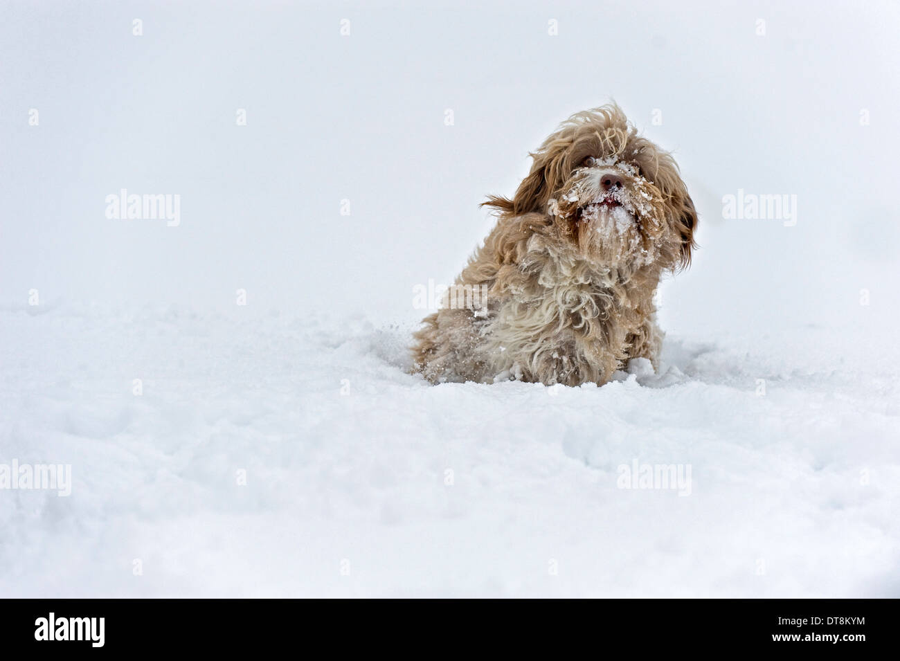 Mixed-razza cane giocare nella neve Foto Stock