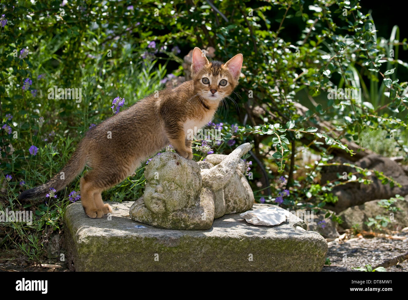 Gatto abissino gattino (abissino-mix, 9 settimane di età) su una scultura in un giardino Foto Stock