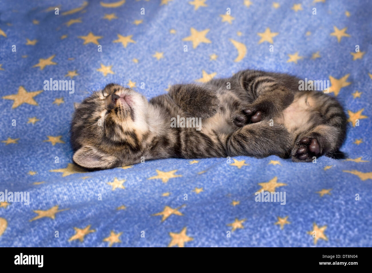 American Longhair, Maine Coon gattino (nero tabby, 4 settimane di età) dormire su una coperta blu con le stelle Foto Stock