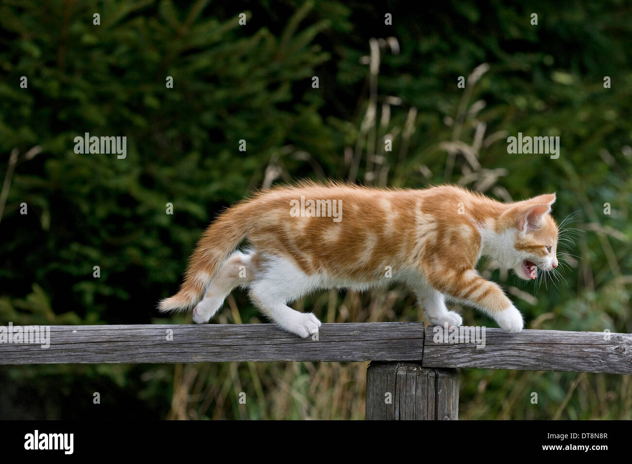 European Shorthair gattino (9 settimane) in equilibrio su una recinzione di legno Foto Stock