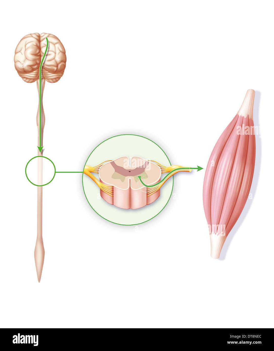 Motricità, disegno Foto Stock