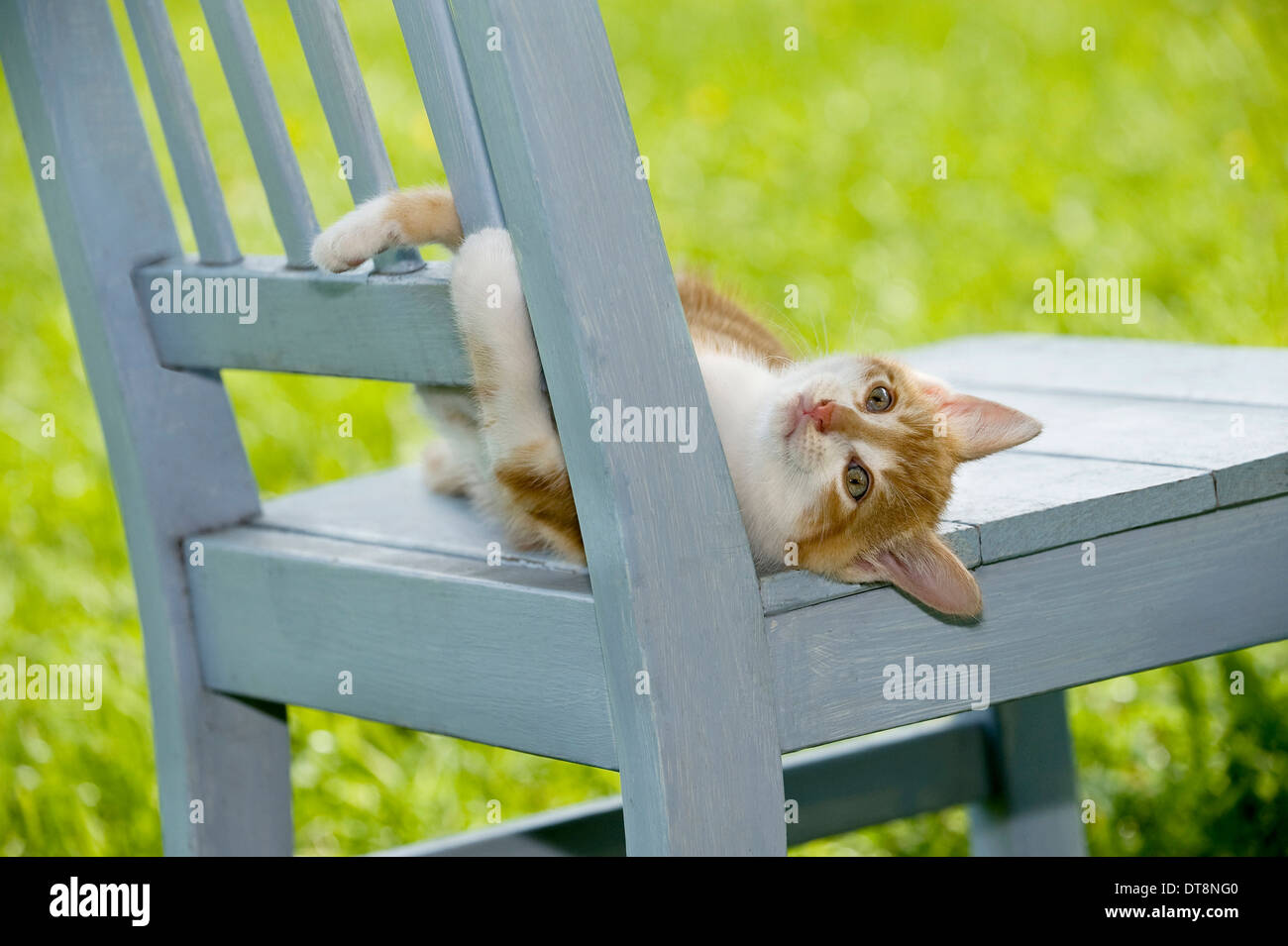 European Shorthair gattino (9 settimane) giocando su una sedia da giardino Foto Stock