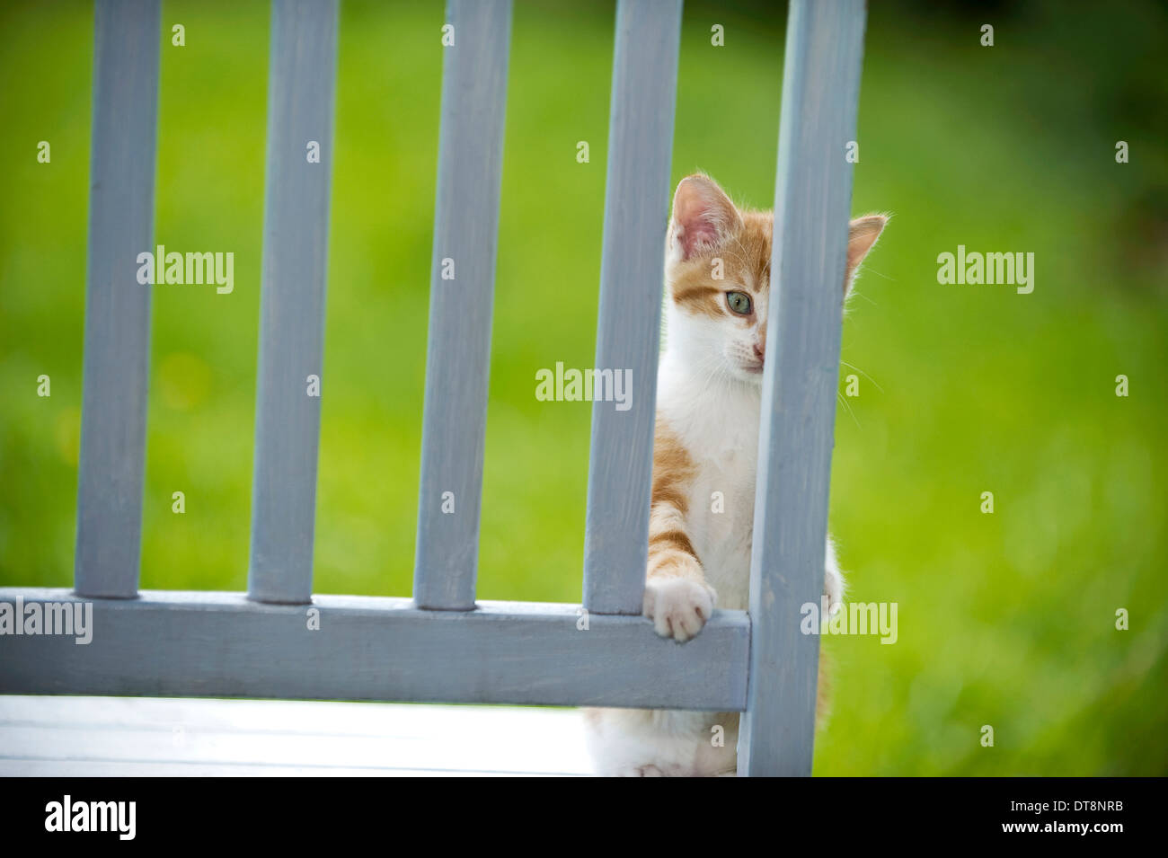 European Shorthair gattino (9 settimane) giocando su una sedia da giardino Foto Stock