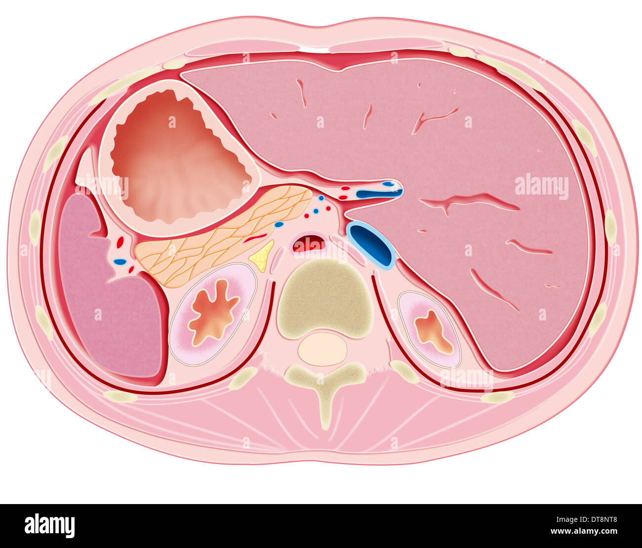 Addome, anatomia Foto Stock