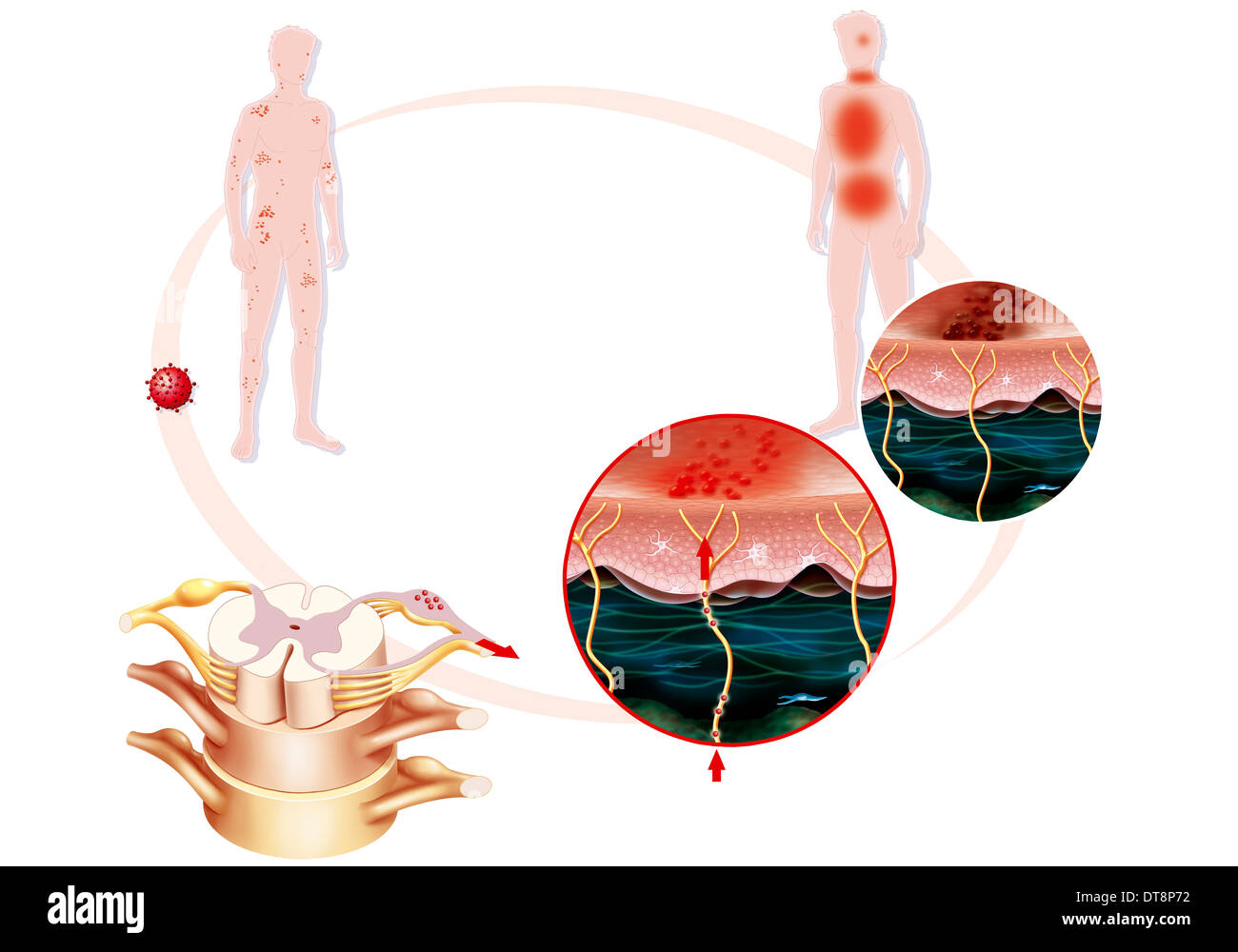 Le assicelle disegno Foto Stock