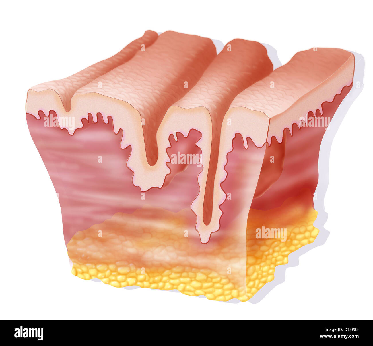 Ruga, disegno Foto Stock