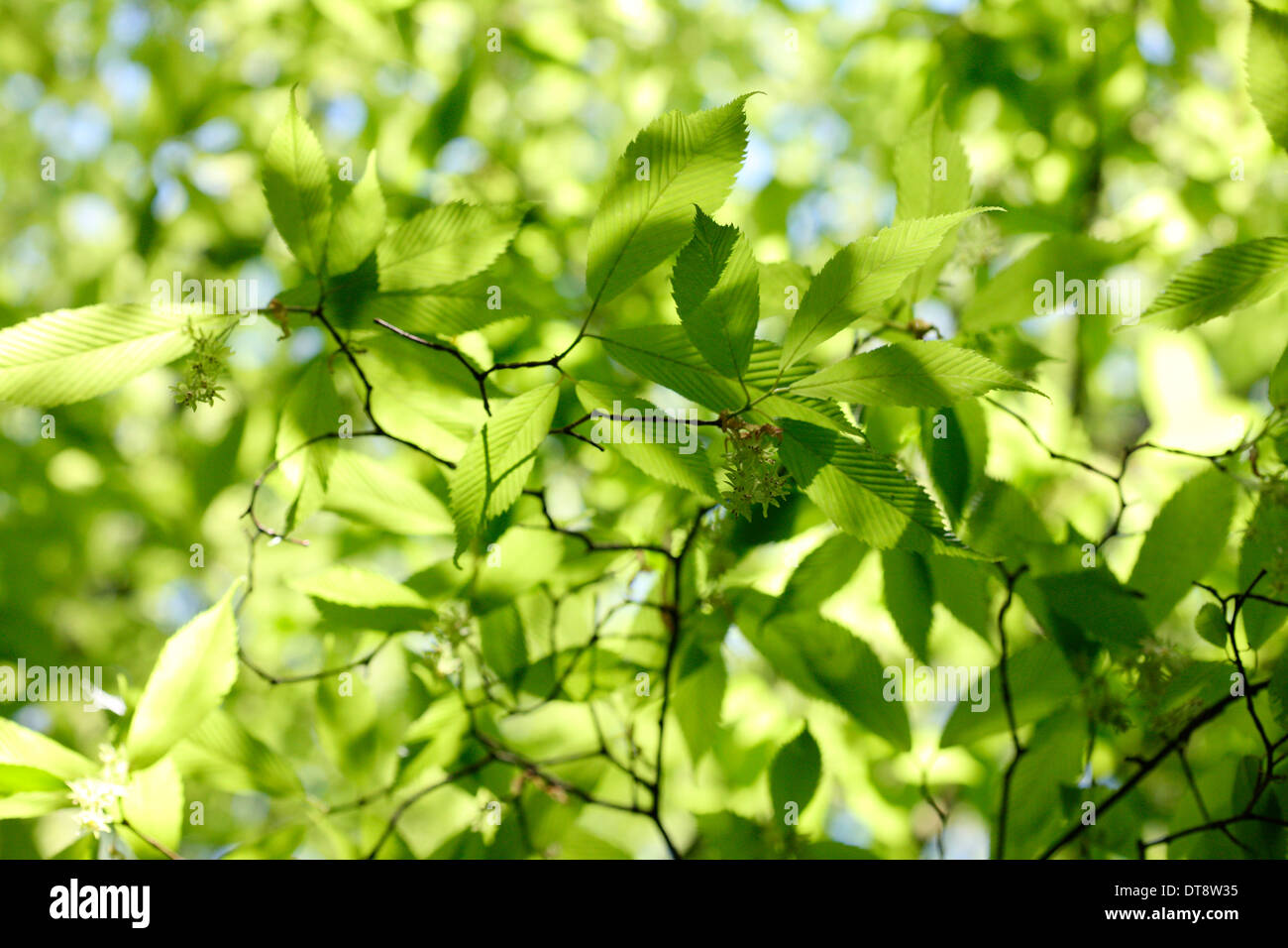 Acer carpinifolium dainty spioventi grappoli di fiori, nativo Giappone Jane Ann Butler JABP Fotografia1148 Foto Stock