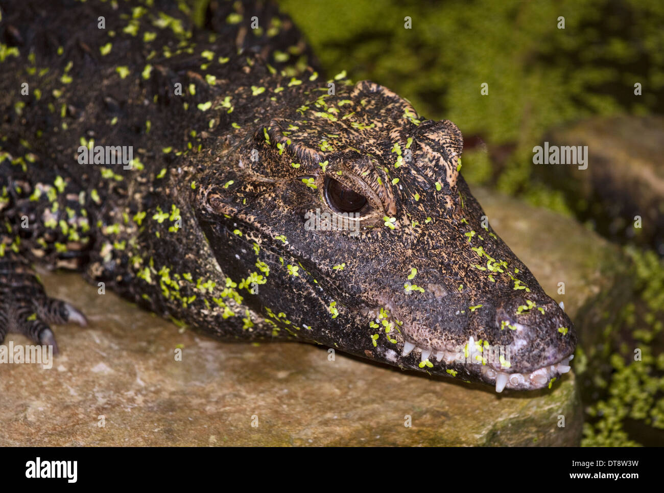 West African Dwarf Crocodile (osteolaemus tetraspis) Foto Stock