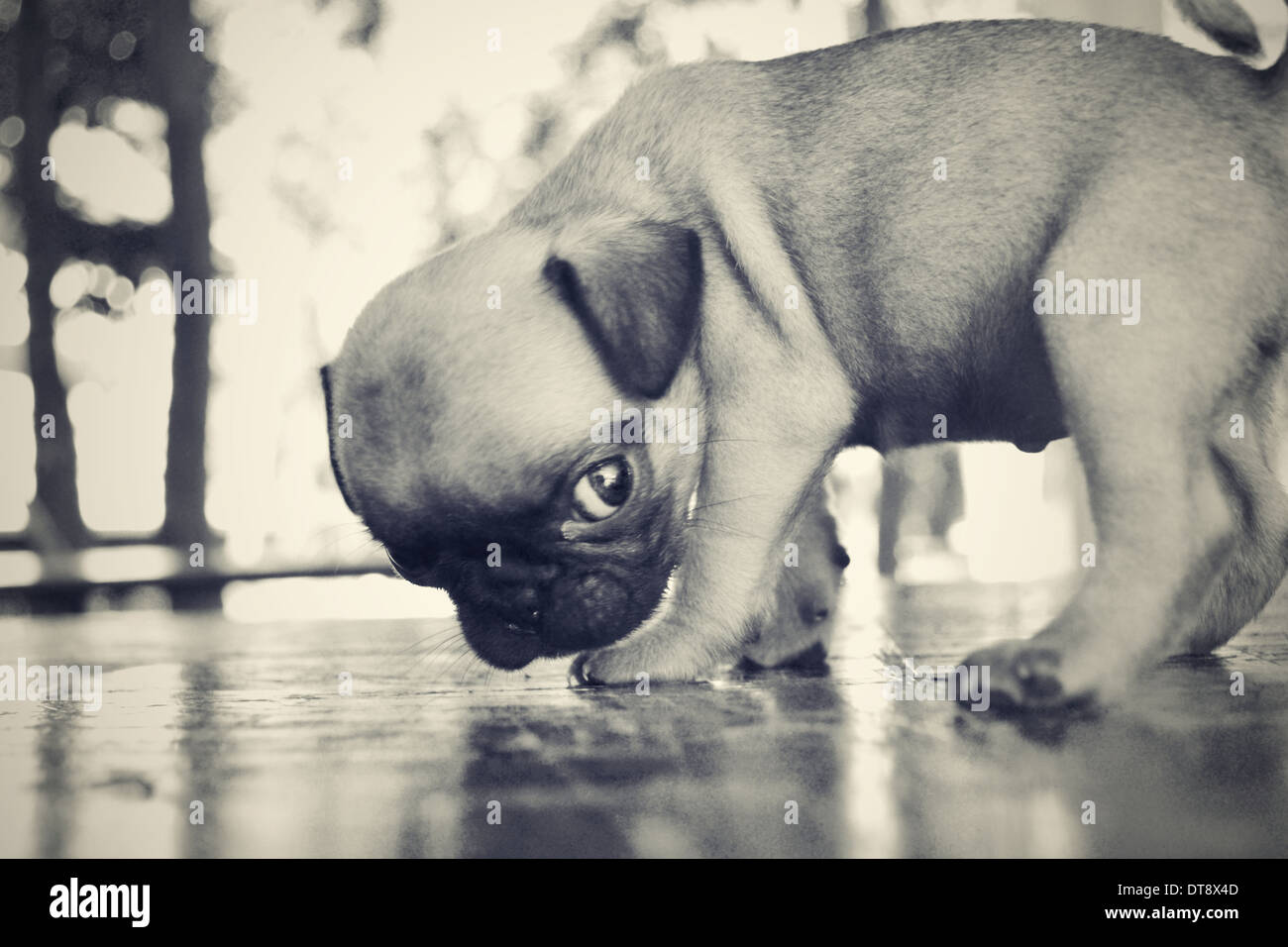 Pug cucciolo cani sono lo sniffing sul tavolo Foto Stock