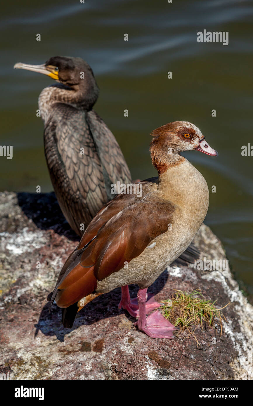 Un cormorano e oca egiziana sul lago Hawassa, Hawassa, Etiopia Foto Stock