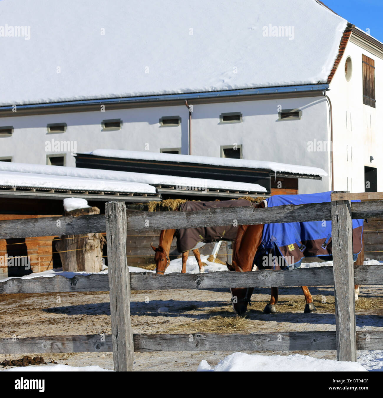 Cavalli in stalle all'aperto Foto Stock