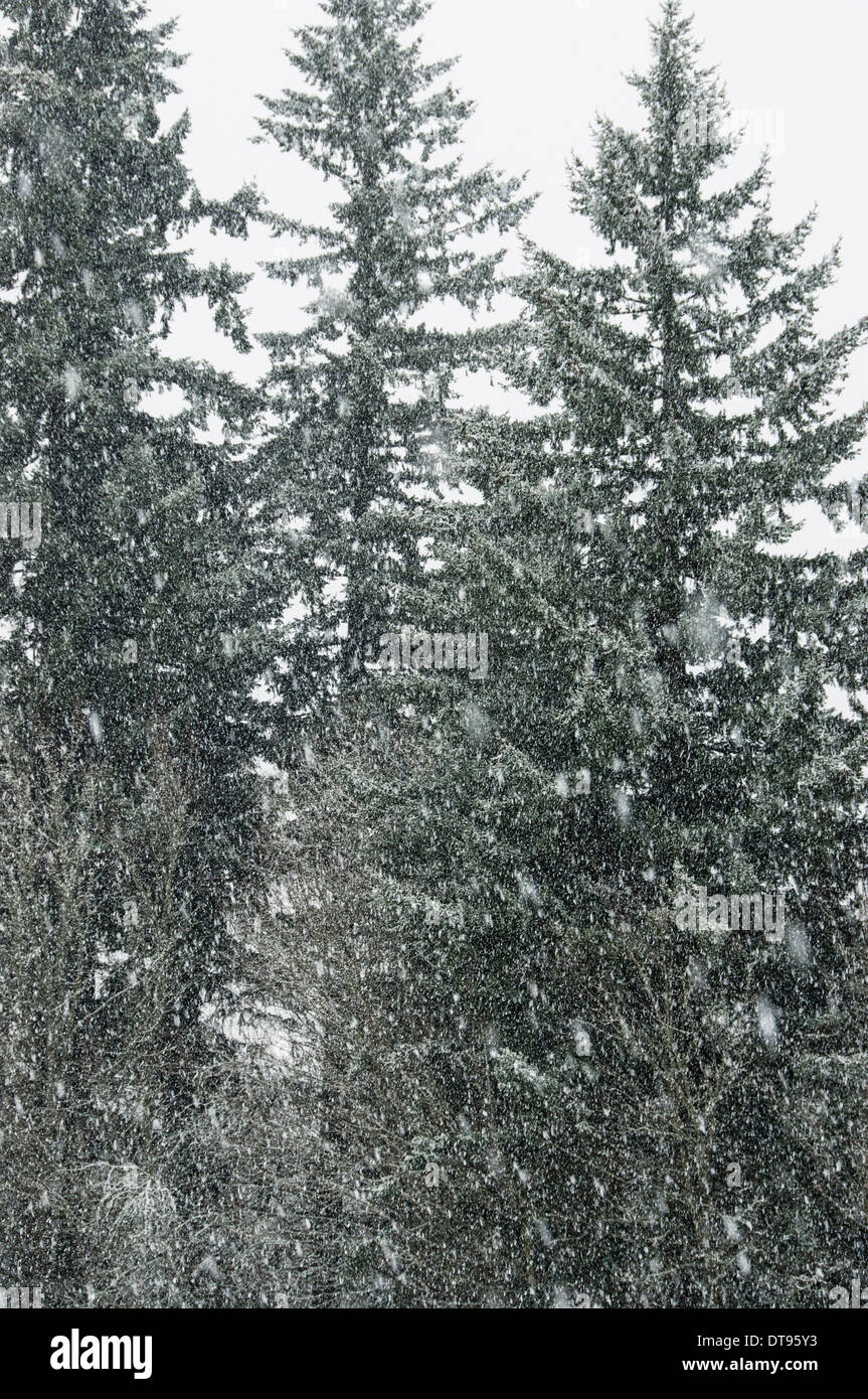 Alberi nella neve Foto Stock