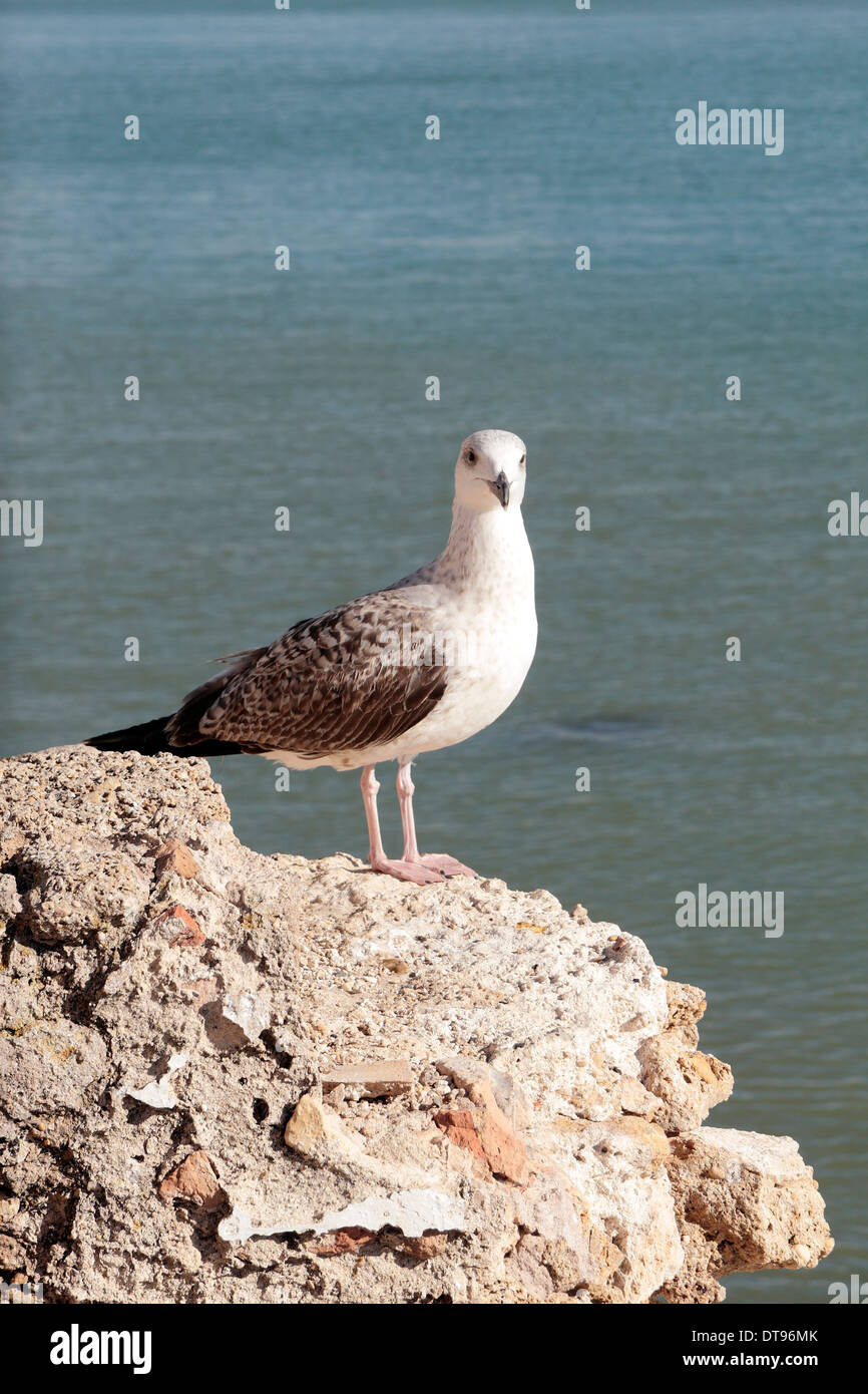 Un giovane Gabbiano aringhe in piedi su un muro di cemento a Cadice, Andalusia, Spagna. Foto Stock