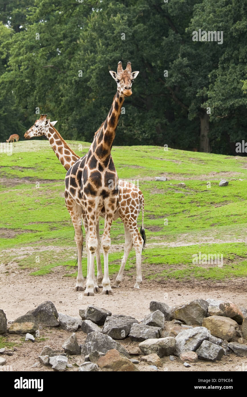 Due giraffe sul campo con rocce e alberi in background Foto Stock