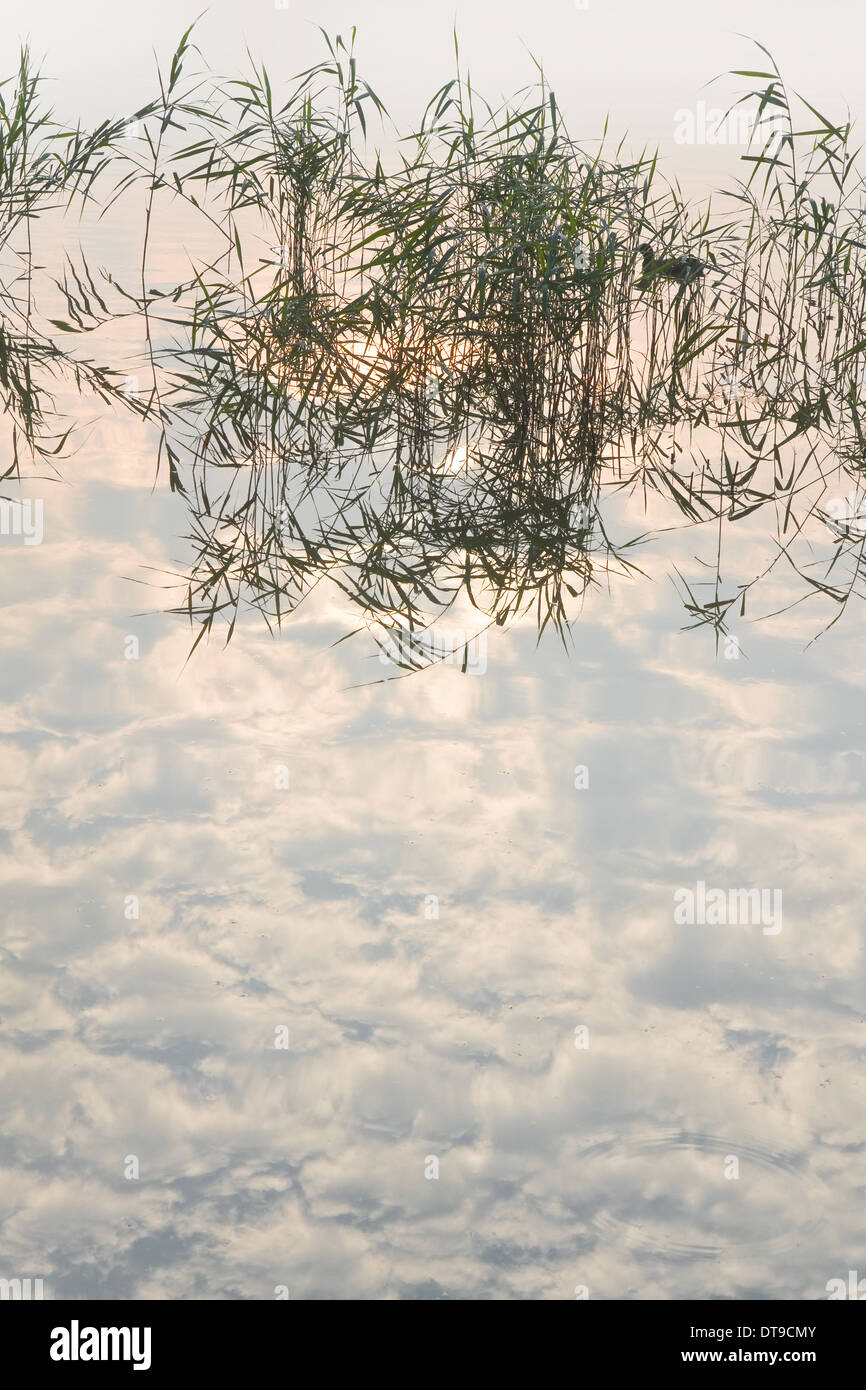 Riflessioni, uccelli, reed e una nebbiosa alba sul lago - verticale Foto Stock