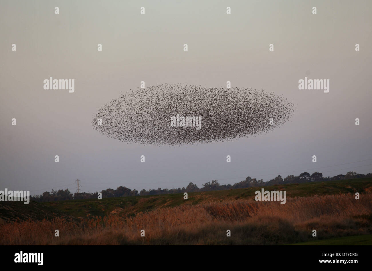 Ofakim, Israele . 12 feb 2014. Un murmuration di storni vola vicino Ofakim, Israele sud, su 11 Febbraio, 2014. Durante i mesi di gennaio e febbraio, centinaia di migliaia di storni riuniti in enormi nuvole sopra i campi e i boschi qui, wheeling, tornitura e piomba in unisono. Credito: Xinhua/Alamy Live News Foto Stock