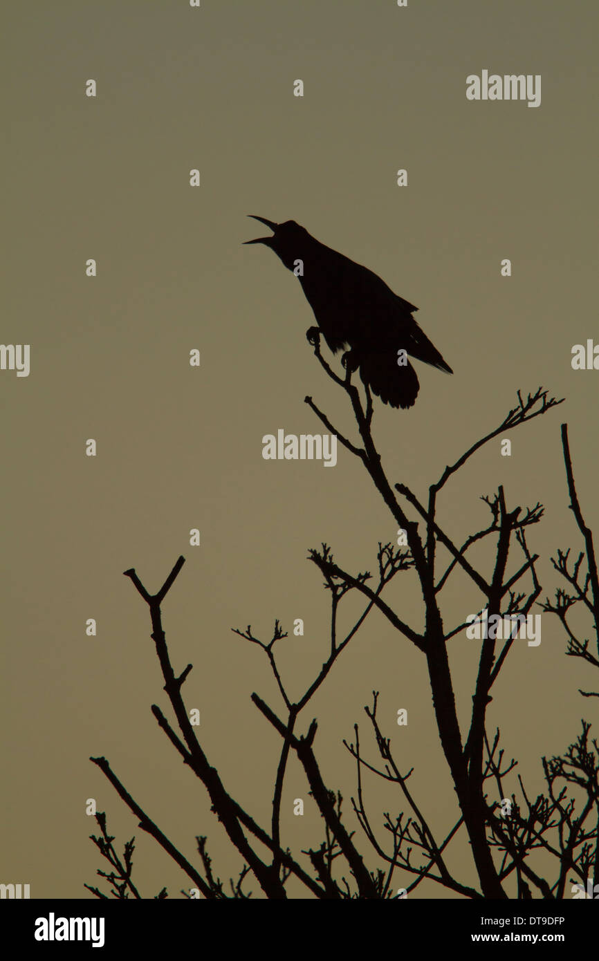 Rook (Corvus frugilegus), Adulto, chiamando mentre arroccato nella struttura ad albero all'alba, Slimbridge, Gloucestershire, Inghilterra, Dicembre Foto Stock