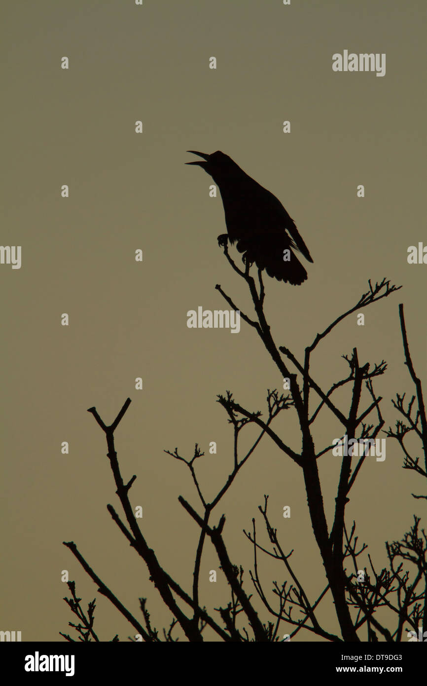 Rook (Corvus frugilegus), Adulto, chiamando mentre arroccato nella struttura ad albero all'alba, Slimbridge, Gloucestershire, Inghilterra, Dicembre Foto Stock