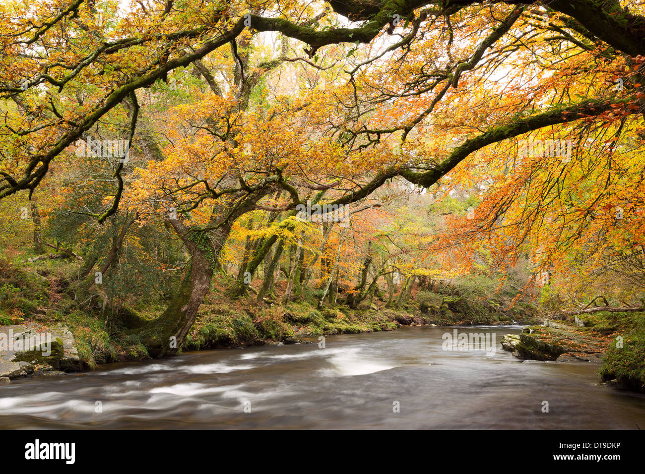 Il fiume Dart in autunno del parco nazionale di Dartmoor Devon UK Foto Stock