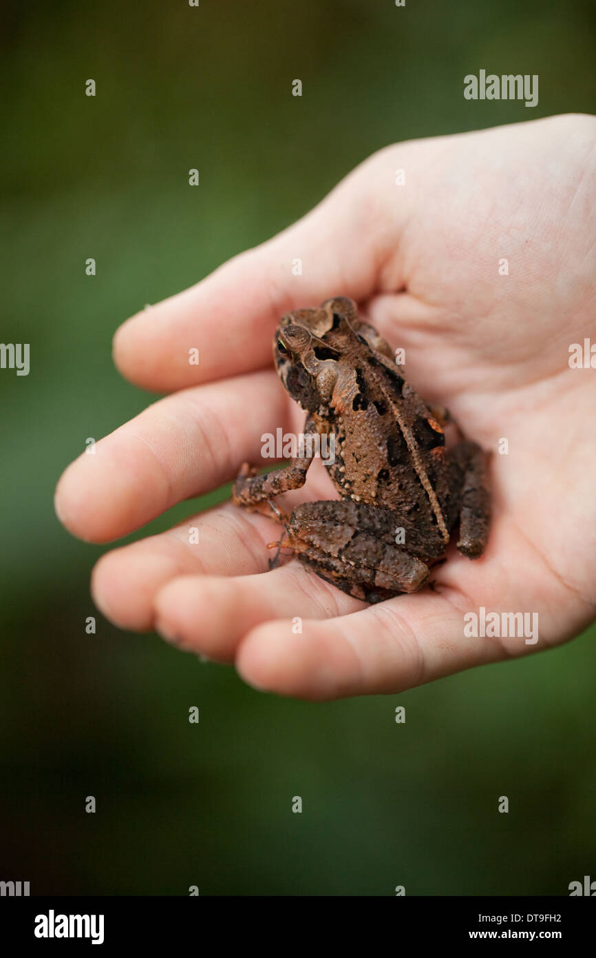 Figliata di foglia Toad (Incilius aucoinae). Seduto su di una mano umana. Corcovado. Costa Rica. Foto Stock