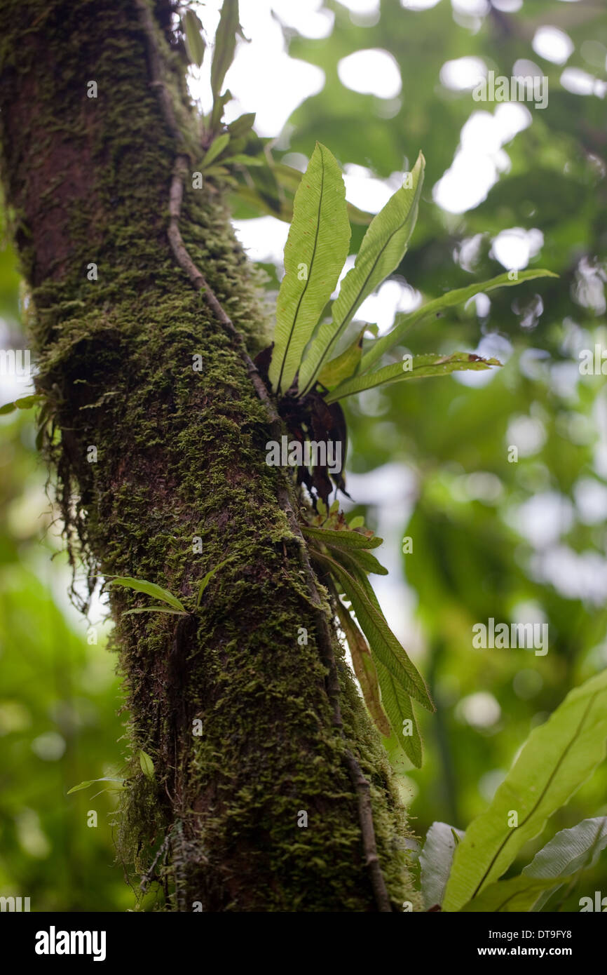 Bromeliad. Epifite. In crescita e supportato da un albero di host. Costa Rica. Foto Stock