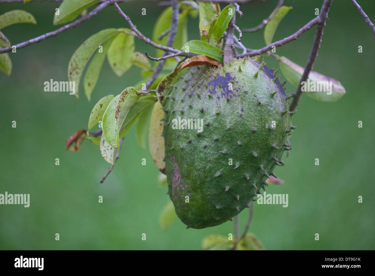 Il pane di frutta (Artocarpus altilis). Nativo: la malese penisola. Introdotto ad altitudine bassa Costa Rica, America Centrale, altrove Foto Stock