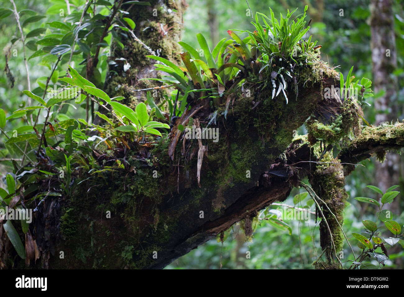 Gli epifiti, comprese le bromeliacee, cresce su rami e tronchi di alberi in pioggia montane e cloud forest. Savegre. Costa Rica. Foto Stock