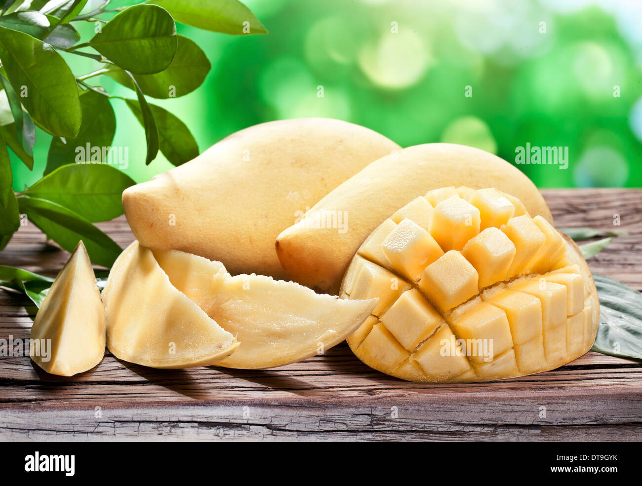 Frutti di mango, su di un tavolo di legno con fogliame verde sullo sfondo. Foto Stock