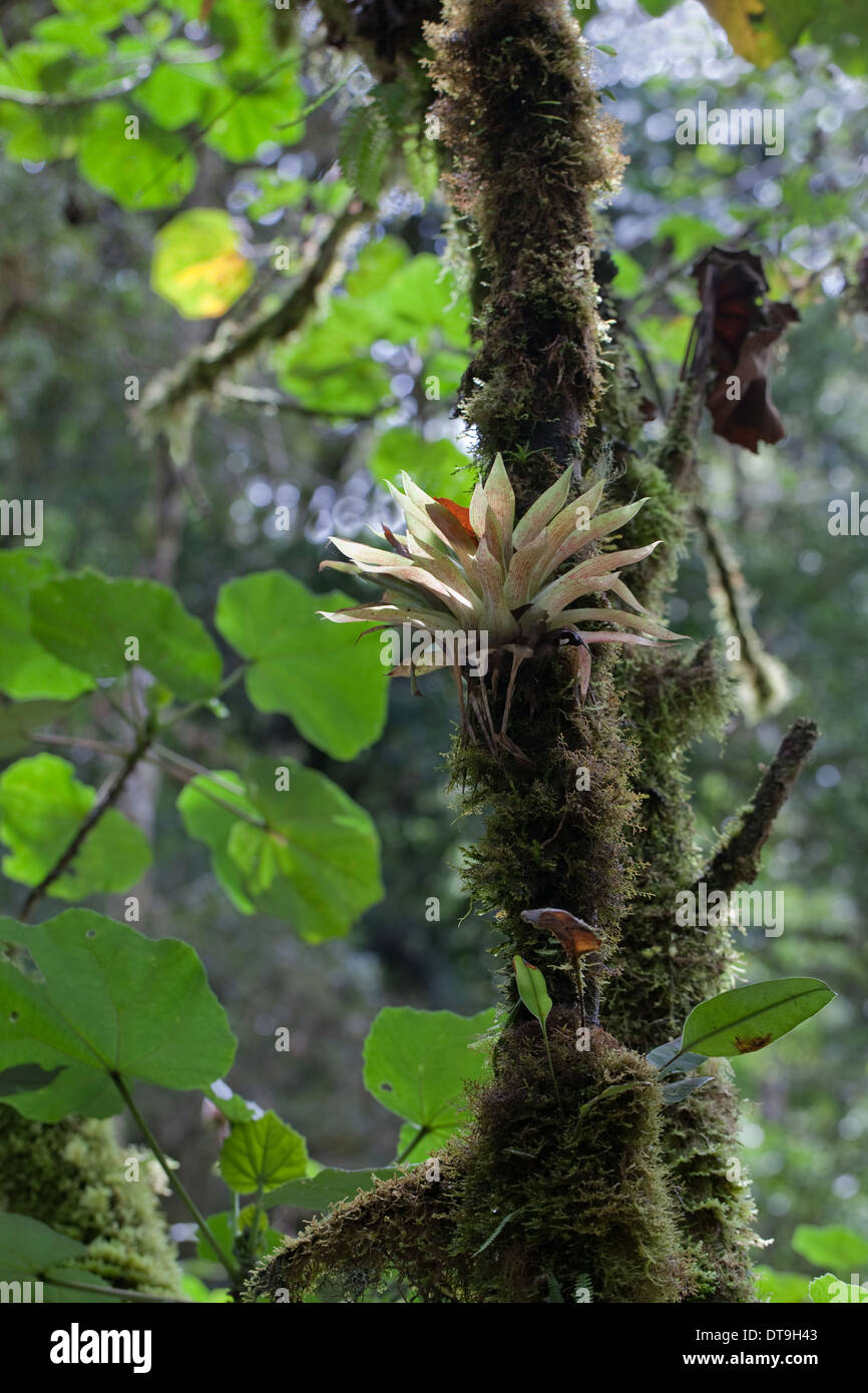 Bromeliacee. Epifite. Crescente tra i muschi e supportato da un albero di host. Costa Rica. Foto Stock