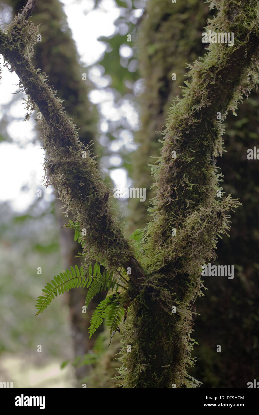 Felci e muschi. Gli epifiti. Lembo di albero. Savegre. San Gerardo de doto. Costa Rica. Foto Stock