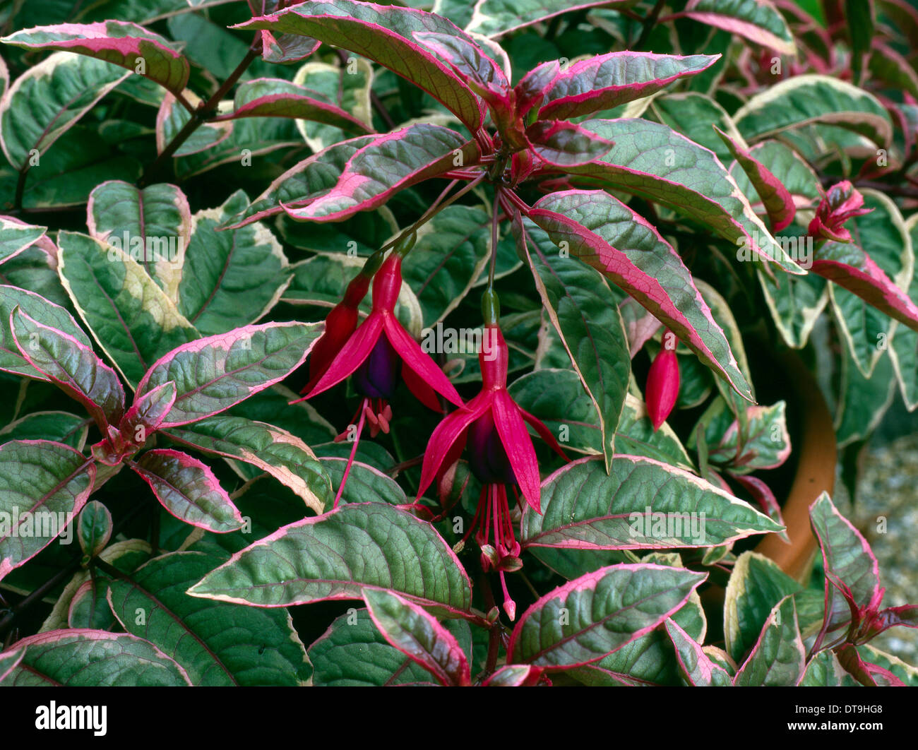 Fuchsia var Tom West Foto Stock