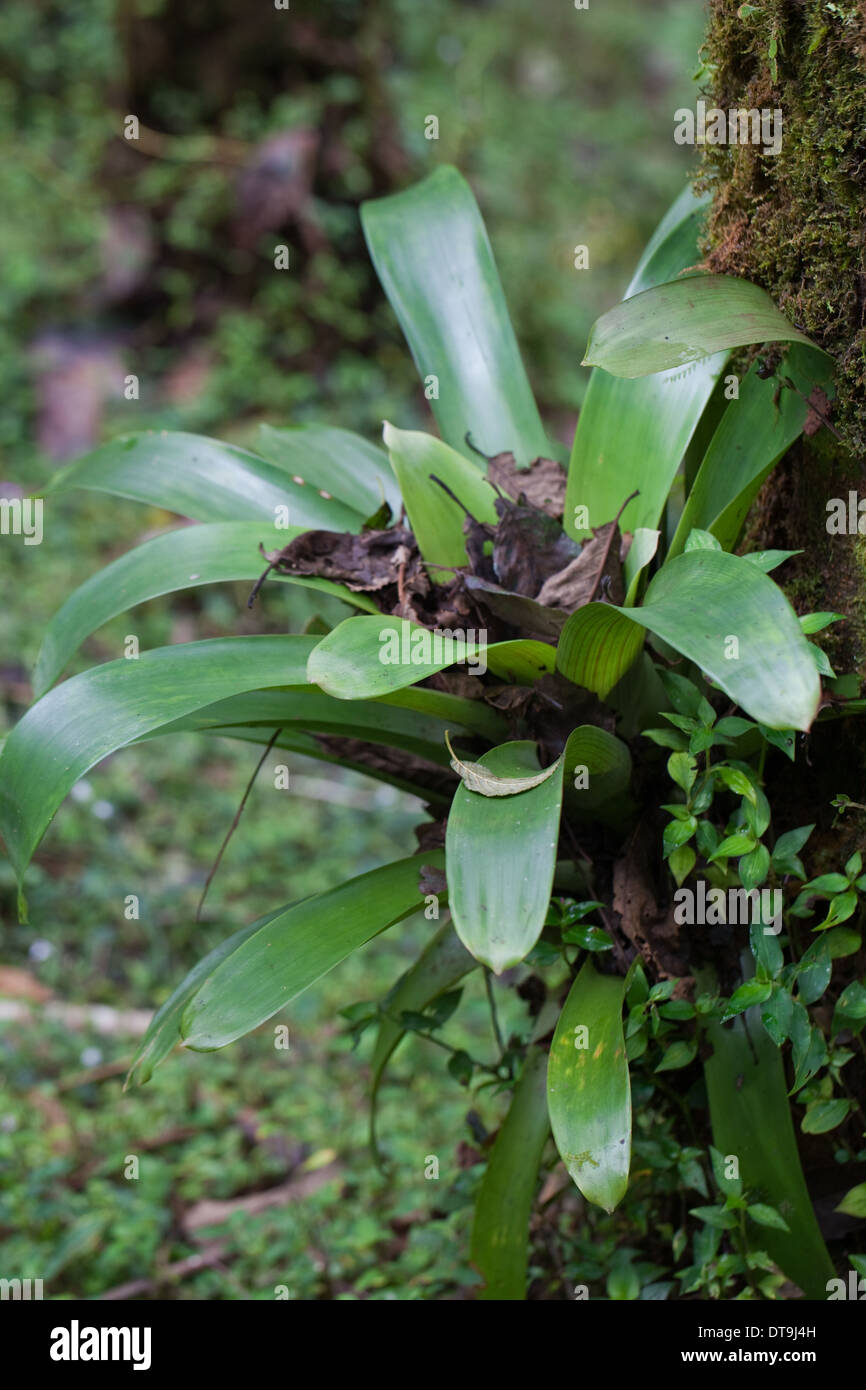 Bromeliad. Epifite. In crescita e supportato da un albero di host. Savegre. San Gerardo de doto. Costa Rica. Foto Stock
