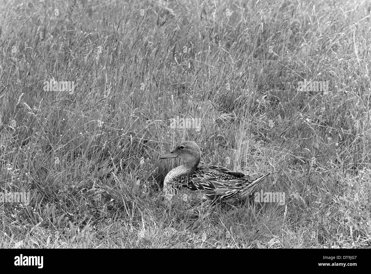 Pintail a nido - Dinnyes Ungheria. Preso da Eric Hosking nel 1961 Foto Stock