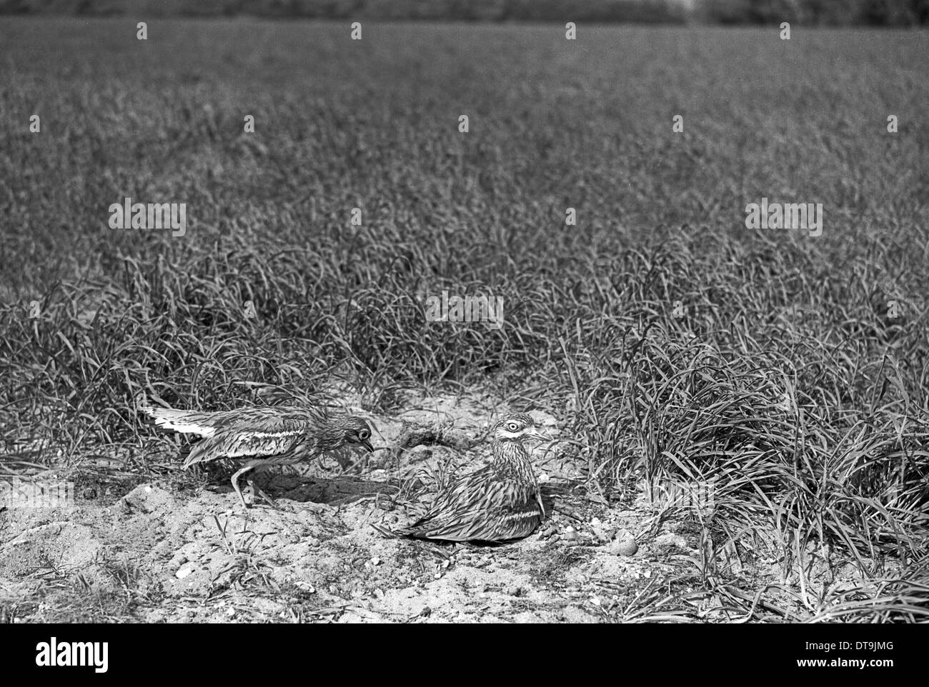 Stone Curlew cambiare oltre al nido, Staverton 1948 Foto Stock