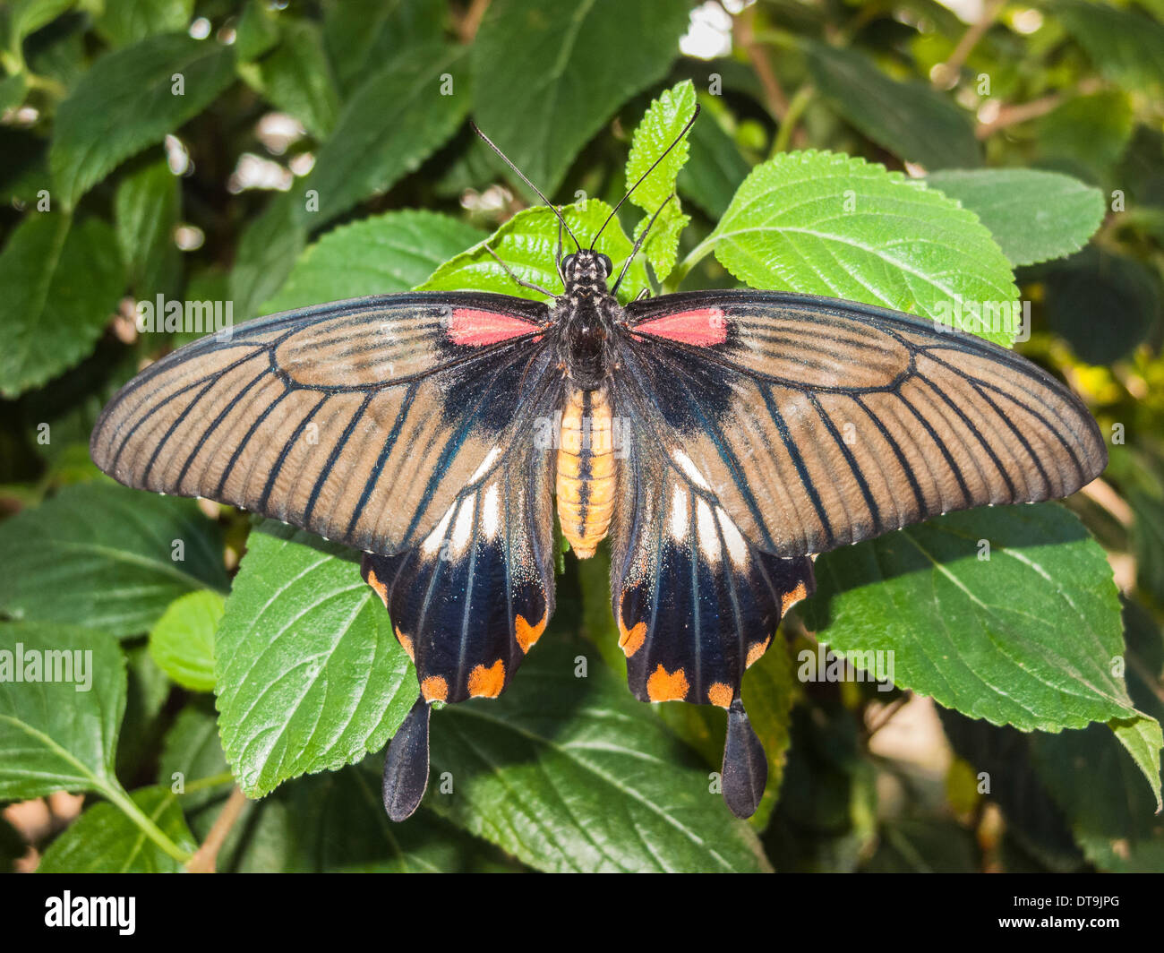 Asian a coda di rondine, butterfly Papilio Iowi, a riposo con ali aperte a RHS Gardens, Wisley, Surrey, Regno Unito Foto Stock