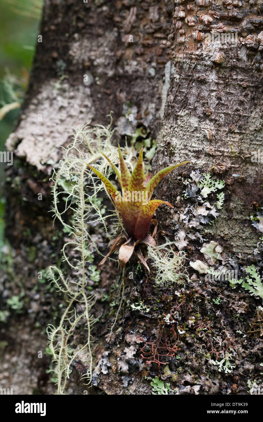 Bromeliacee. Epifite. Crescente tra i muschi e supportati dalla struttura ospitante. Costa Rica. Foto Stock