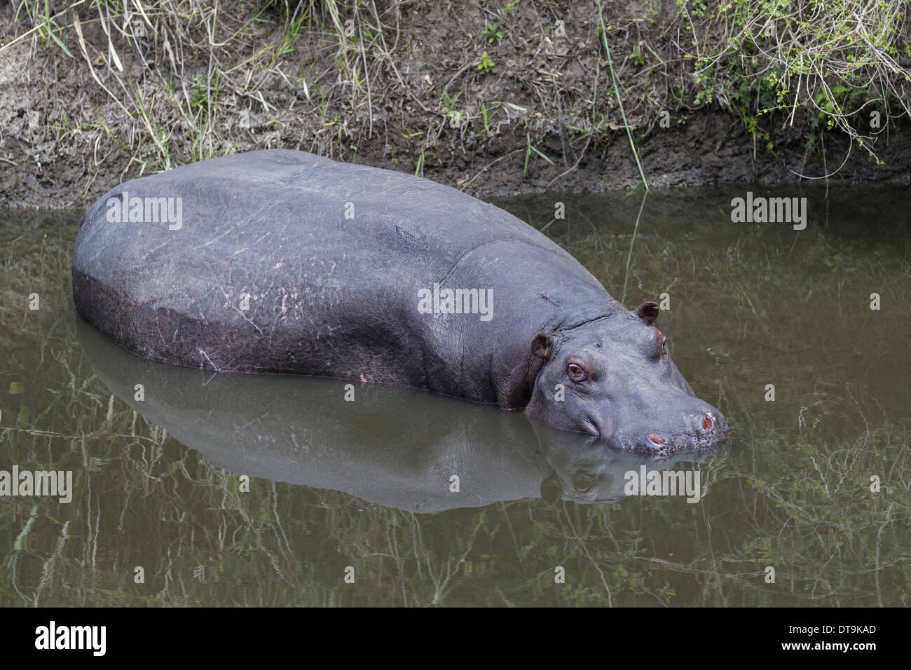 Ippopotamo (Hippopotamus amphibius) adulto, appoggiata nel fiume Talek River, il Masai Mara riserva nazionale, Kenya, Agosto Foto Stock