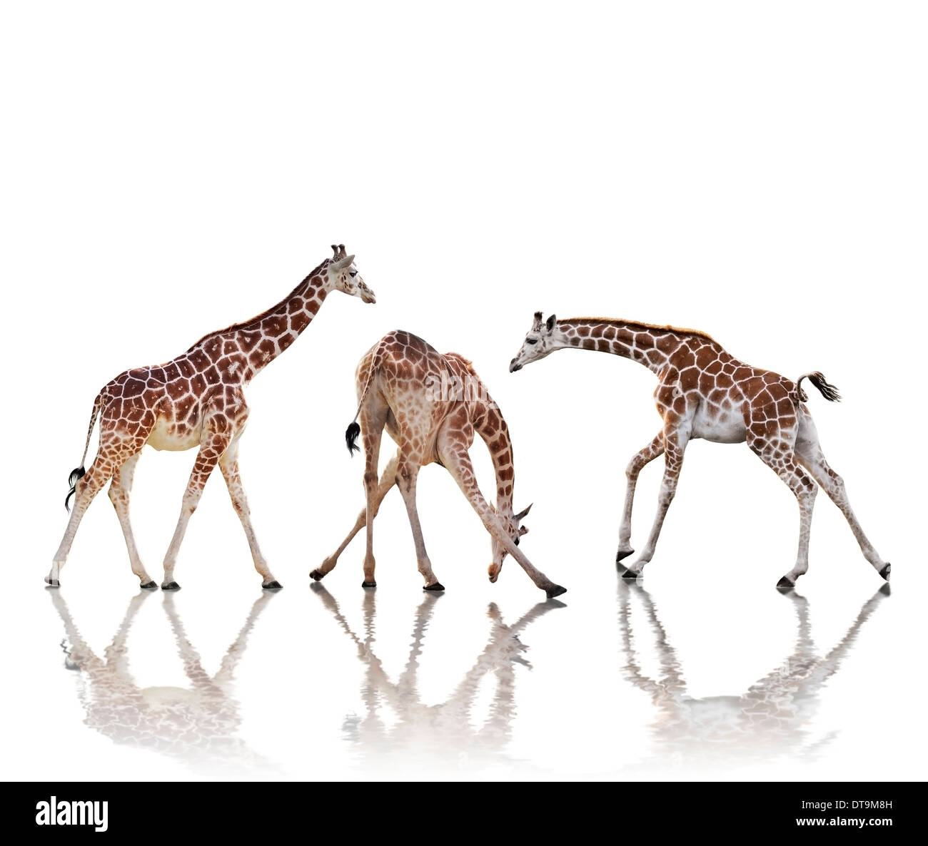 Gruppo di giraffe con la riflessione, isolato su sfondo bianco Foto Stock