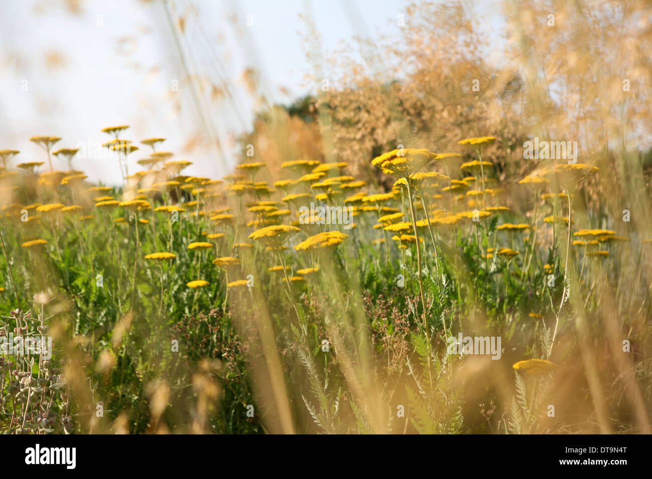 Combinazione di semina - Achillea "Incoronazione Gold', Stipa gigantea Foto Stock